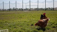 Detectan gripe aviar cerca de Mar del Plata: mueren 200 aves en San Cayetano
