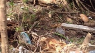 Desmonte en la Reserva Forestal del Faro: denuncian que 30 árboles fueron talados