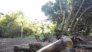 Elevan una denuncia penal ambiental por la deforestación de 600m² en la reserva del sur