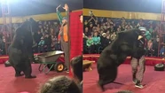 Video: un oso ataca a su domador durante un espectáculo en Rusia