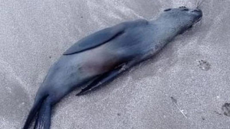 Preocupa la frecuente aparición de animales marinos muertos en las playas de Mar del Plata