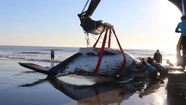 Logran salvar a dos ballenas varadas en la costa bonaerense