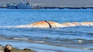 Científicos trabajan para establecer las causas que provocaron la muerte de 13 ejemplares de ballena franca austral en una semana. Foto: El diario web