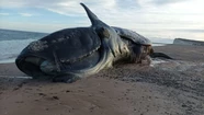 Investigadoras del Inidep trabajan para determinar si la masiva muerte de ballenas francas está asociada a una marea roja.