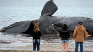 Hallaron otros tres cadáveres y ya son 18 las ballenas muertas en Península Valdés.