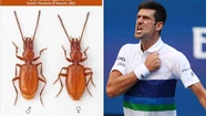 Un grupo de investigadores nombro al insecto como Djokovic debido a su velocidad, tenacidad, fuerza y elasticidad