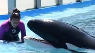 Animalistas juntan firmas para liberar a una orca de un oceanario: afirman que está mal de salud