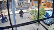 Video: dos perras "heroínas" evitaron un robo a mano armada