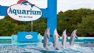 De ser aprobada, la ley pondría en jaque el futuro de Aquarium y Mundo Marino.
