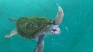 Video: así pasa sus días en Mar del Plata Jorge, el tortugo que se rehabilita para volver al mar