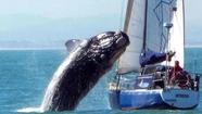 El avistaje de ballenas Franco Austral ya es habitual en la costa marplatense.