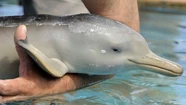 Conmoción en La Perla por el hallazgo de un delfín franciscana sin vida que tenía un feto