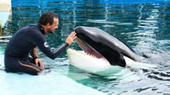 La orca se encuentra en cautiverio en Mundo Marino desde 1992.