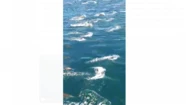 Un espectáculo en el mar: cientos de delfines alrededor de una embarcación