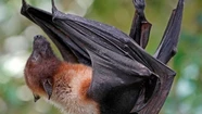 Detectan un murciélago con rabia y piden vacunar a mascotas