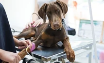  Ante los aumentos por la inflación en veterinarias, temen que muchos perros vuelvan a las calles