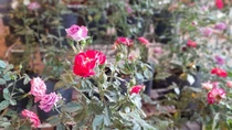 Los rosales y variedades de arbustos son ideales para soportar el cambiante clima marplatense. Foto:0223.