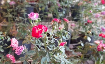 Los rosales y variedades de arbustos son ideales para soportar el cambiante clima marplatense. Foto:0223.