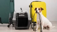 El Certificado Veterinario Internacional ya se puede gestionar de forma virtual para viajar con perros y gatos a países vecinos