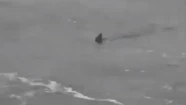 Tres tiburones causaron temor en una playa de Monte Hermoso