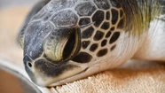 Nunca visto: una tortuga defecó 10 tipos de plásticos diferentes
