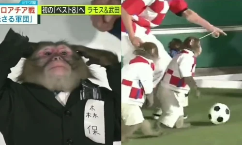 Video: la desacertada simulación de Japón - Croacia con monos que se volvió viral