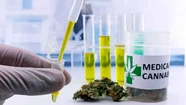Inauguran el primer espacio de cultivo de cannabis con fines investigativos de Mar del Plata