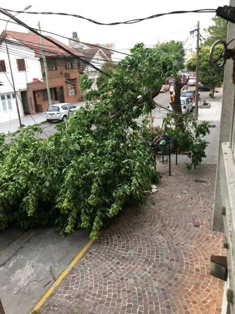 Este es el árbol que derribó el viento en la calle Roca.