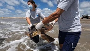 Regresan al mar tres tortugas rescatadas en bahía de Samborombón