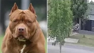 Video: lo atacaron dos perros pitbull del vecino y terminó en el hospital