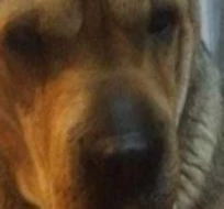 Se perdió Charo, la mascota terapéutica de un niño con TEA