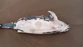 Apareció una marsopa muerta en la playa frente al Unzué