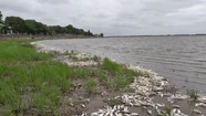 Registran una abundante mortandad de peces en la laguna de Chascomús