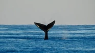 Cierra un año récord para el avistaje de ballenas en Mar del Plata