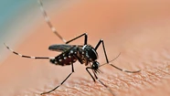 Dengue en Brasil: nuevo récord con más de 1,9 millones de casos