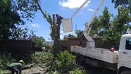 Retiran un árbol de 20 metros que ponía en peligro una vivienda
