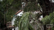 El temporal en Mar del Plata deja árboles caídos y calles anegadas