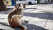 De perros de la calle a perros policía: quieren entrenar 10 para este verano